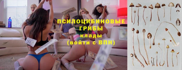 шишки Аркадак